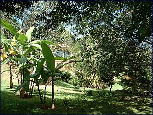 Banana trees are plentiful in the property